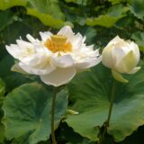 Lotus flower