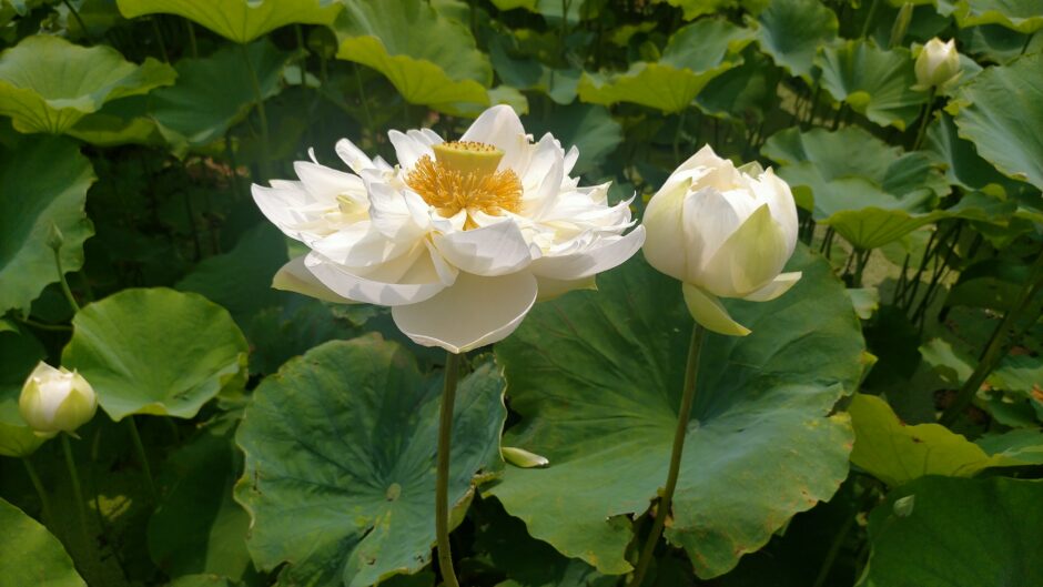 Lotus flower
