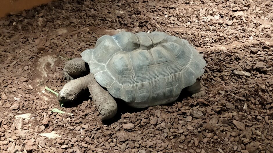 turtle