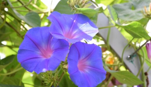 先週の振り返り　第5回目　子供の夏休みが始まった💦